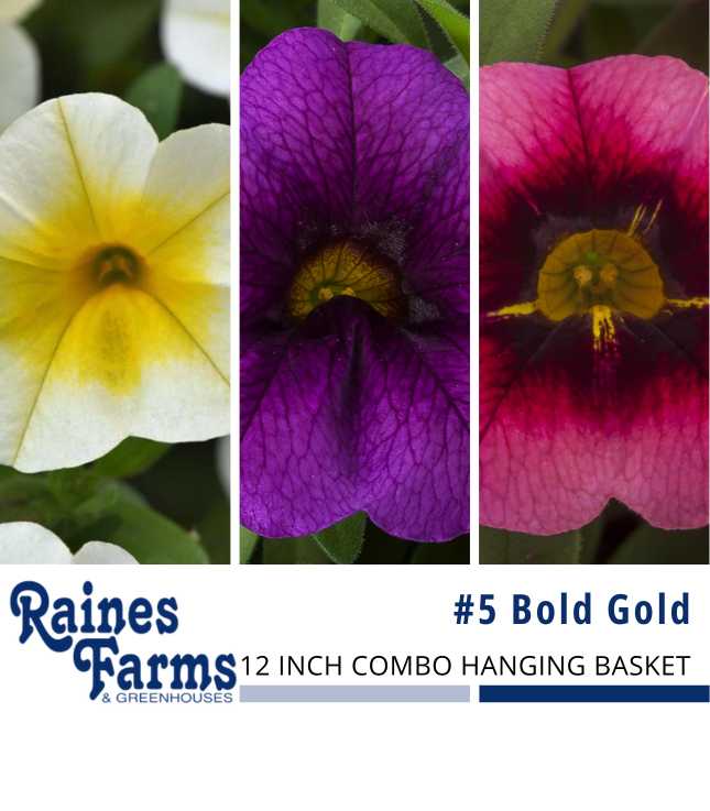 #5: Bold Gold 12 Inch Combo Hanging Basket